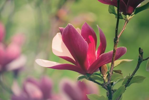 Florescimento de flores de magnólia liliflora Nigra na imagem de hipster vintage retrô de tempo de primavera