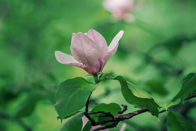 Florescimento de flores de magnólia rosa com folhas verdes na primavera, fundo sazonal natural floral