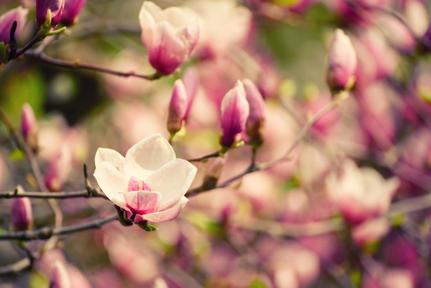 Florescimento de flores de magnólia rosa na primavera, fundo floral