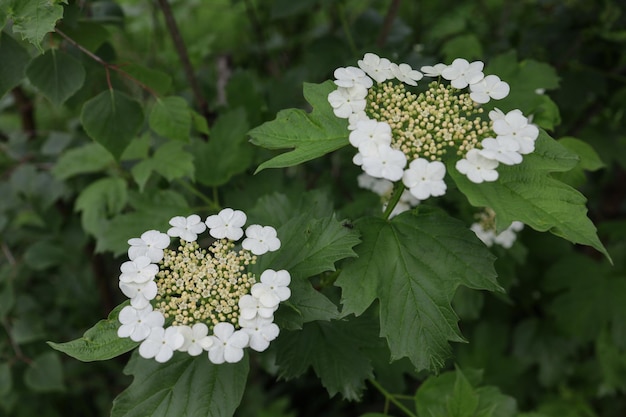 Florescimento do arbusto viburnum no início do verão