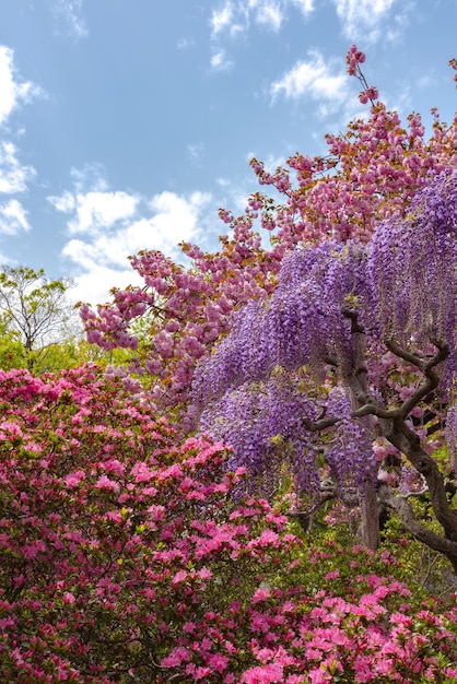 Florescimento total de árvores em flor Wisteria Flores de cerejeira duplas e azáleas indianas Rhododendron simsii