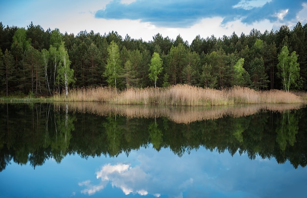 Foto floresta à beira do lago