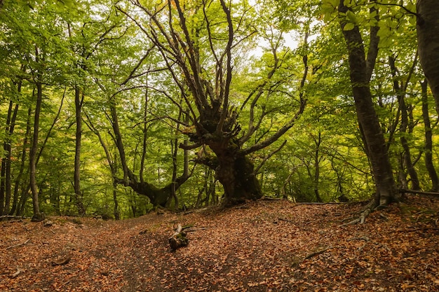 Floresta a caminho dos picos de Demerdzhi