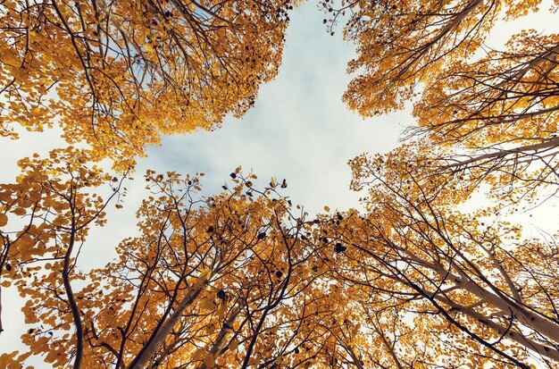 Floresta amarela no outono