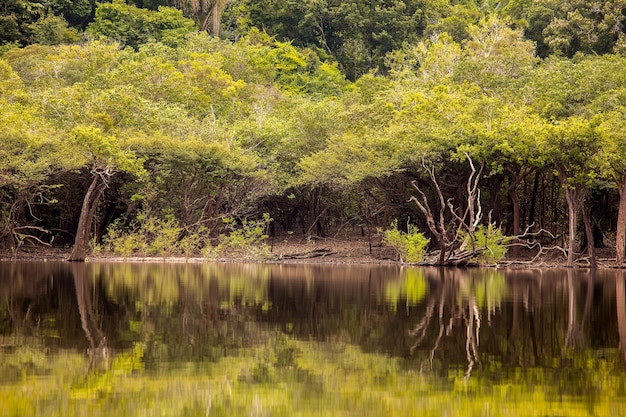 Floresta amazônica e reflexão de árvores no rio amazonas