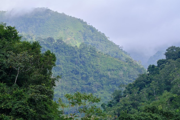 Floresta ao nascer do sol