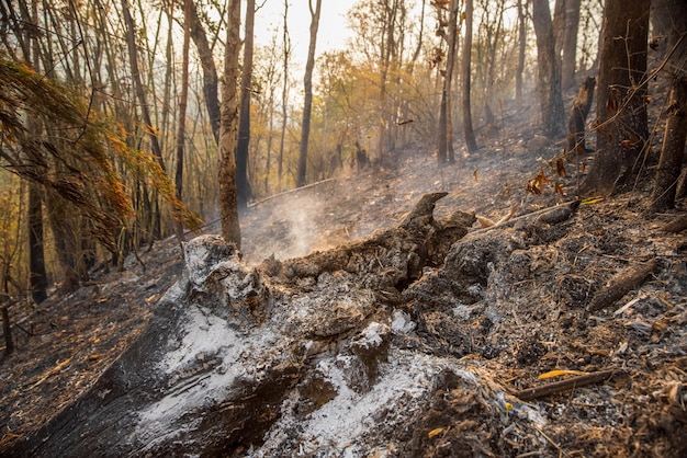 Floresta após um incêndio Árvores severamente danificadas pelo fogo