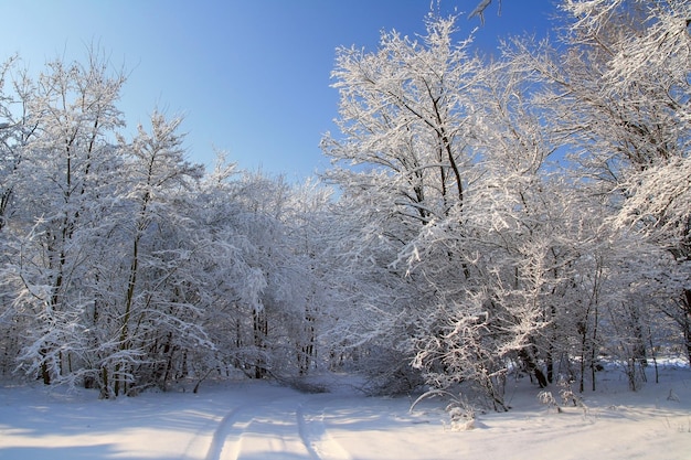 Floresta após uma queda de neve Linda paisagem de inverno cartão de Natal