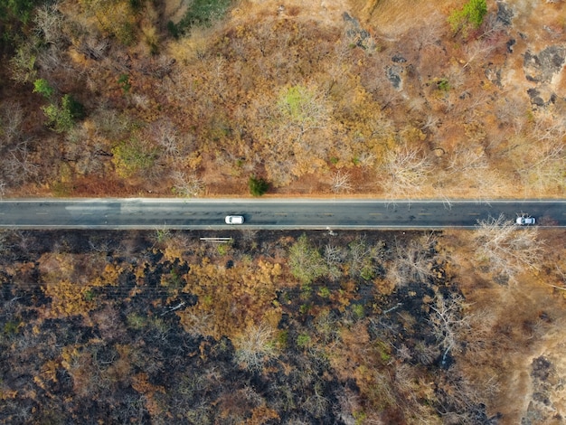 Floresta árida amarela, A estrada na floresta estava cheia de árvores enegrecidas pelos incêndios florestais.