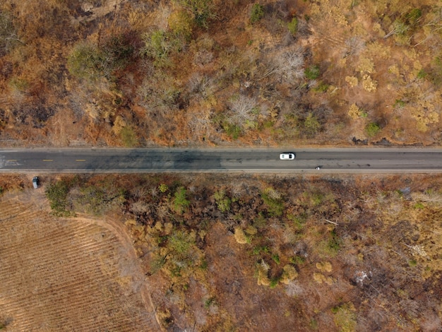 Floresta árida amarela, A estrada na floresta estava cheia de árvores enegrecidas pelos incêndios florestais.