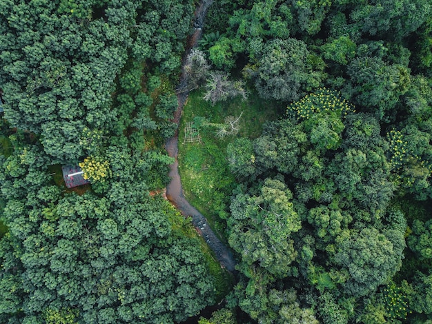 Floresta, árvores e estradas verdes no campo à noite de cima.