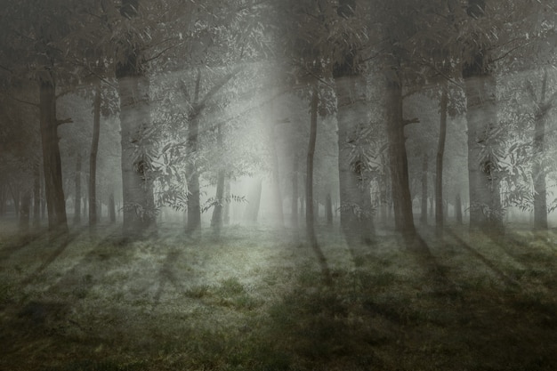 Floresta assombrada com nevoeiro e fundo de cena dramática. Conceito de halloween