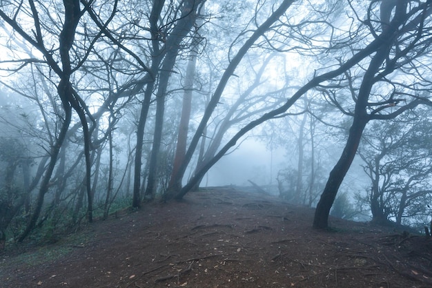 Floresta assustadora enevoada na névoa