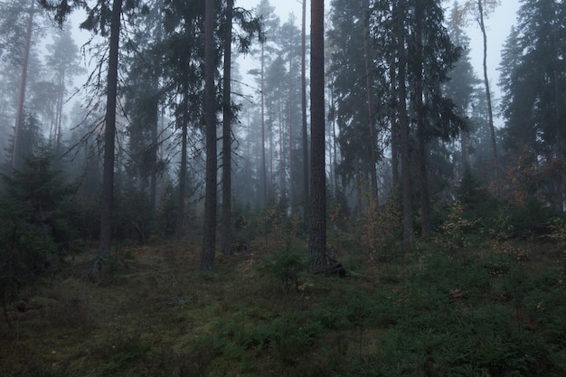 Floresta atmosférica com neblina e neblina matinal