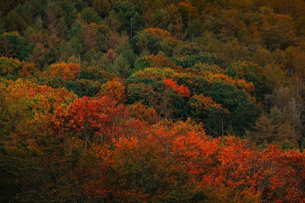 Floresta basca com cores de outono.