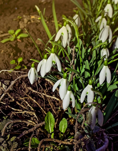 Floresta cheia de flores snowdrop na temporada de primavera