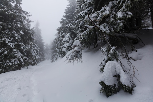 Floresta coberta de neve cênica na temporada de inverno. Bom para o fundo de Natal.