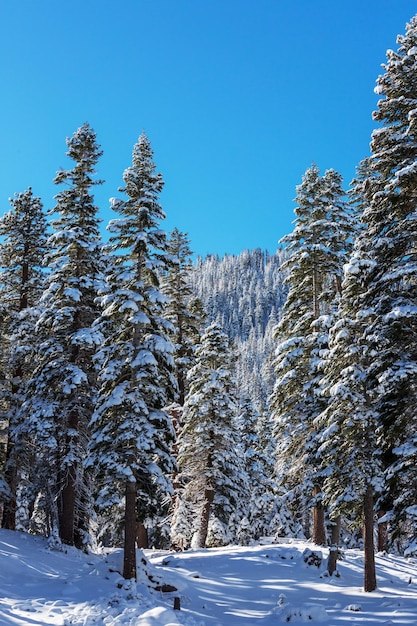 Floresta coberta de neve cênica na temporada de inverno. Bom para o fundo de Natal.