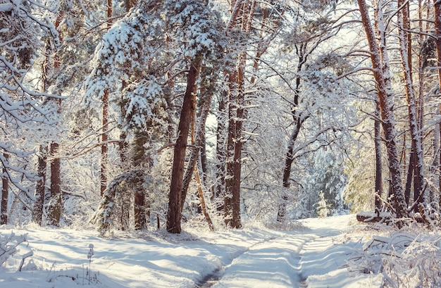 Floresta coberta de neve cênica na temporada de inverno.