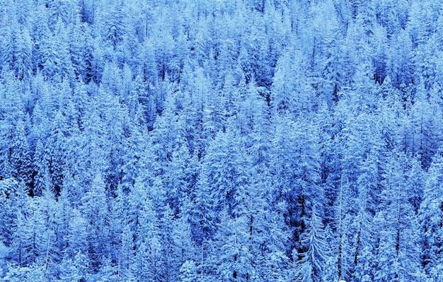 Floresta coberta de neve cênica no inverno. Bom para o fundo de Natal.