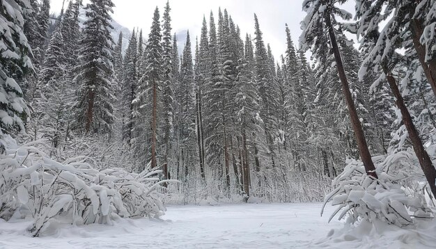 Foto floresta coberta de neve em lake louise