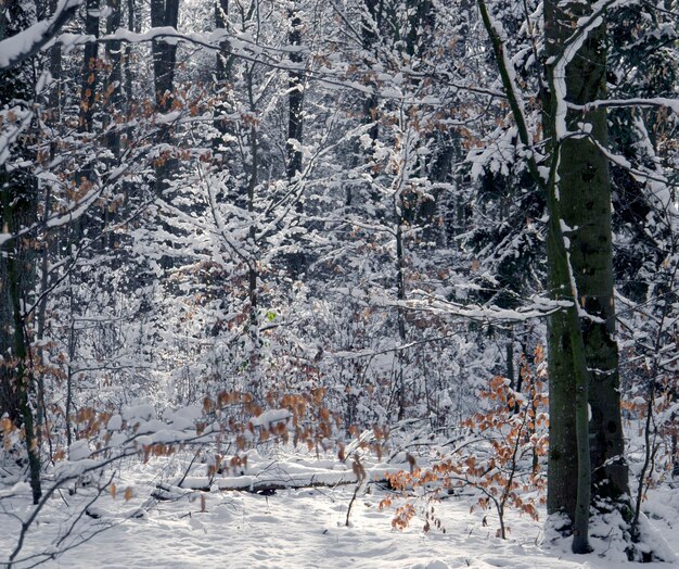 floresta coberta de neve