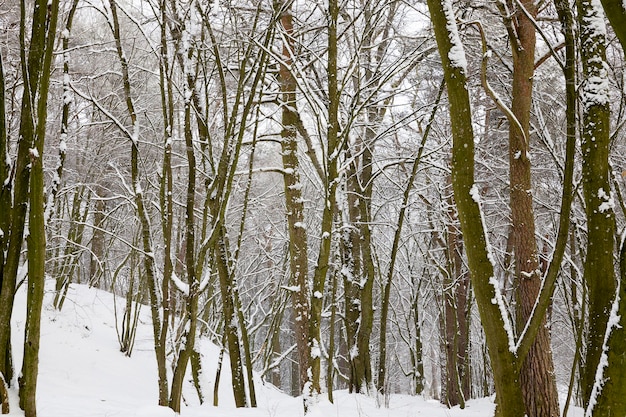 Floresta coberta de neve