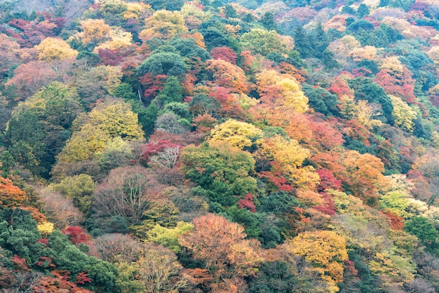 Floresta colorida da montanha da folha do outono, área de arashiyama, kyoto, japão.