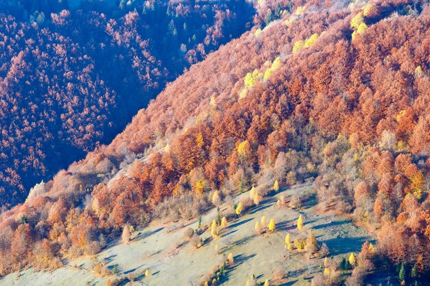 Floresta colorida numa encosta na montanha enevoada de outono.