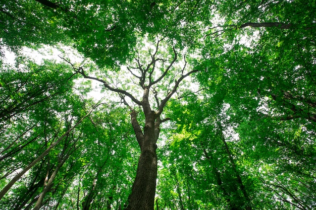 Floresta com árvores altas