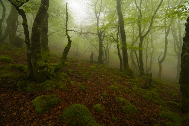 floresta com árvores cercadas por musgo