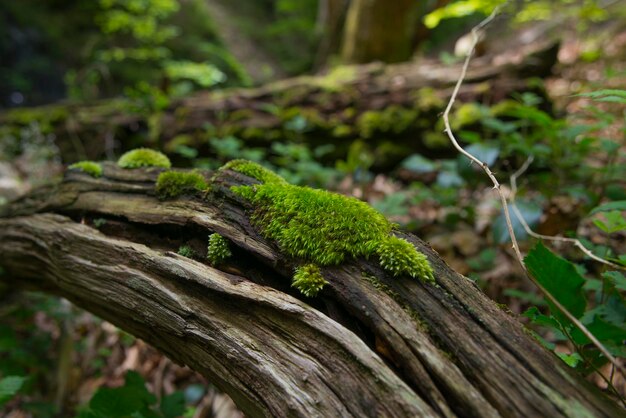 floresta com árvores cercadas por musgo