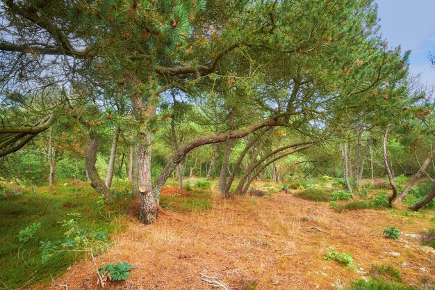 Floresta com árvores curvadas e plantas verdes no outono Paisagem de muitos pinheiros e galhos na natureza Muita vegetação não cultivada e arbustos crescendo em um ambiente florestal isolado na Suécia