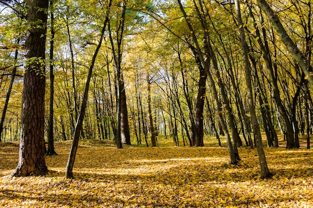 Floresta com árvores decíduas no outono