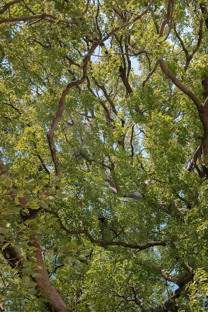 Foto floresta com árvores perto