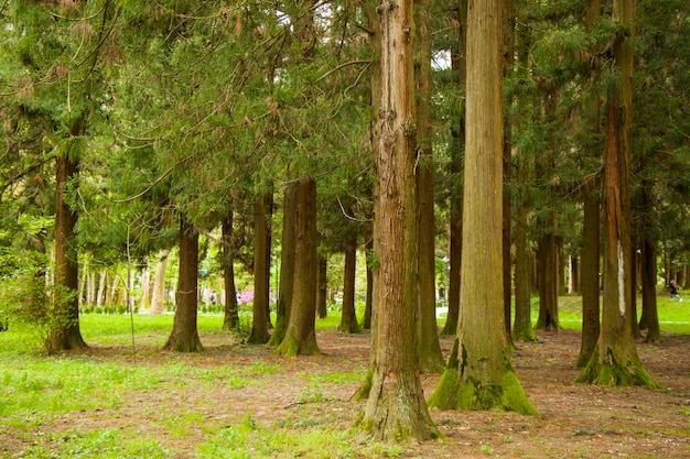 Floresta com grandes árvores no parque, jardim botânico Zugdidi na Geórgia