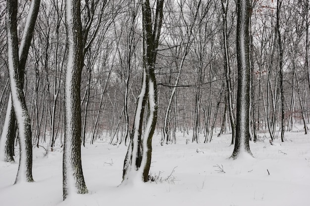 Floresta com muita neve nos troncos das árvores no inverno, conforme pintado