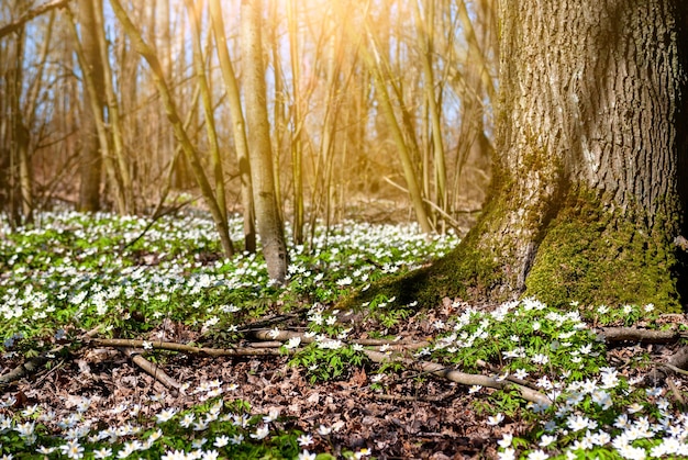 Floresta com muitas flores brancas da primavera em dia ensolarado Paisagem florestal com prímulas floridas foco seletivo suave