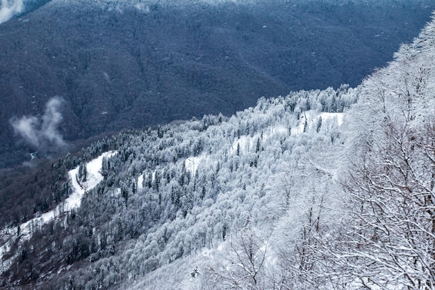 Floresta com neve nas montanhas