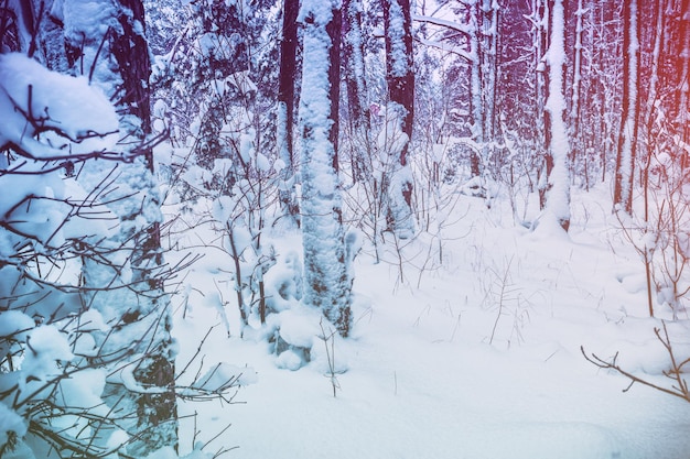 Floresta com neve no inverno após queda de neve