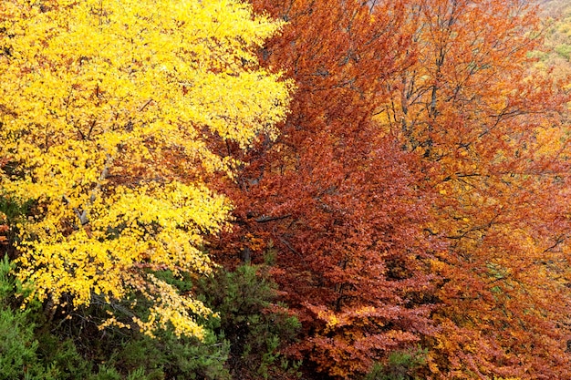 Floresta com uma gama diferente de cores no outono