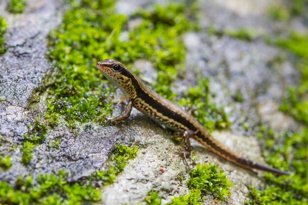 Floresta comum Skink na floresta