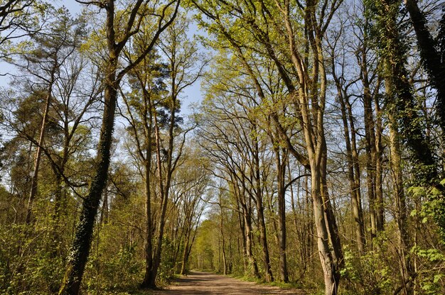 Floresta comunal de saint pierre les elbeuf