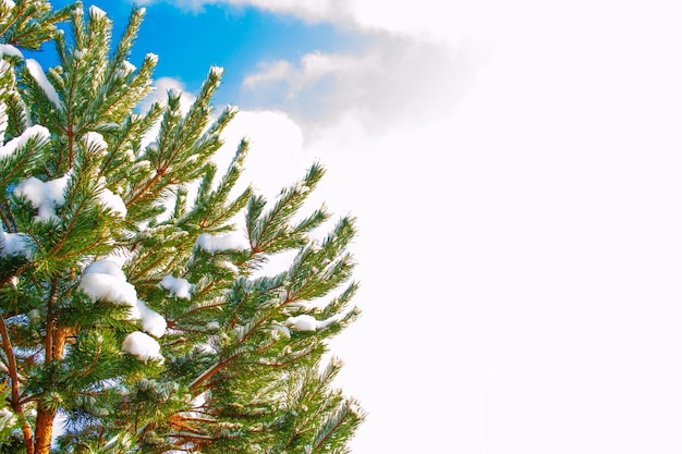 Floresta congelada de inverno com árvores cobertas de neve