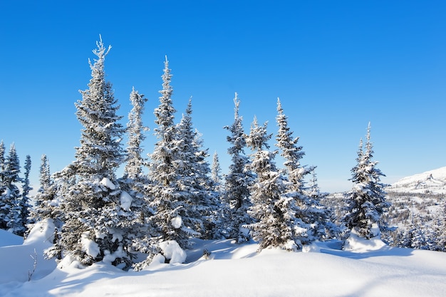 Floresta congelada, paisagem montanhosa de inverno