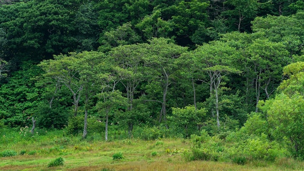 Floresta costeira no sopé do vulcão na ilha de Kunashir em tempo nublado