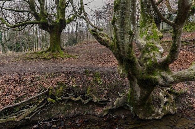 Floresta da faia de Otzarreta. Parque Natural Gorbea. Bizkaia.