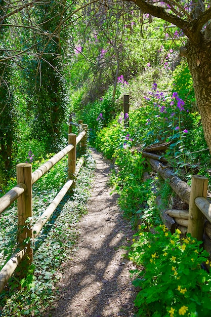 Floresta da mola de Cuenca na cerca de madeira de Canete