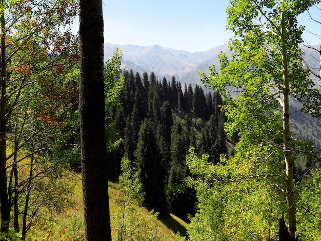 Floresta da montanha