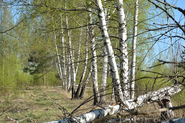 floresta da primavera